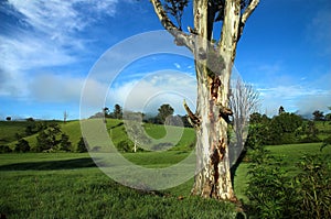 Eucalyptus Tree In a Country Landscape