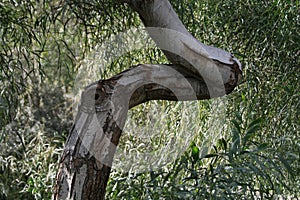 Eucalyptus tree with crooked trunk