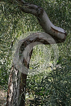 Eucalyptus tree with crooked trunk