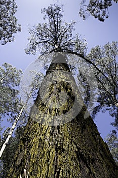 Eucalyptus tree in Dandenong Ranges National Park in Melbourne, Australia