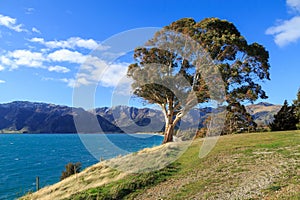 Eucalyptus tree on the edge of Lake Hawea, New Zealand