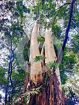 Eucalyptus tree (Eucalyptus), often called blue gum tree