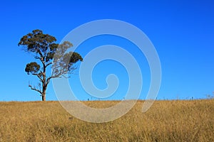 Eucalyptus tree in field by blue sky, fall season nature in Australia