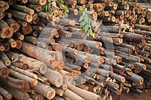 Eucalyptus tree in forestry plantations photo