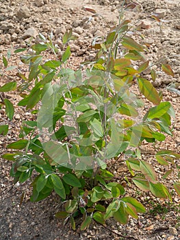 Eucalyptus tree growing