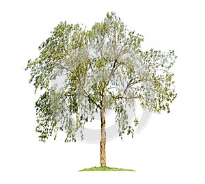 Eucalyptus tree isolated on white background