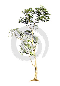 Eucalyptus tree isolated on white background