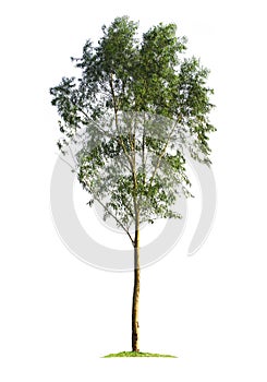 Eucalyptus tree isolated on white background