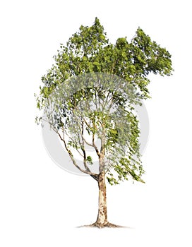 Eucalyptus tree isolated on white background