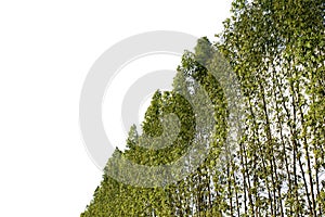 Eucalyptus tree isolated on white background with clipping paths for garden design