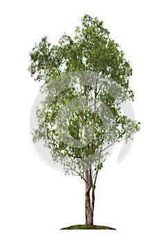 Eucalyptus tree isolated on white background with clipping paths for garden design