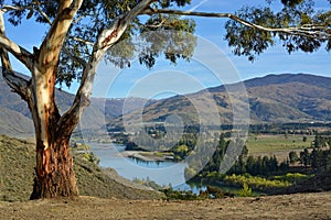 Eucalyptus Tree and Kawarau River Valley, Otago, New Zealand