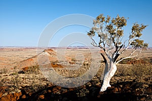 Eucalyptus Tree - Outback Australia