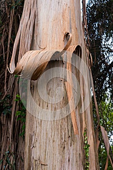 Eucalyptus tree peeling stripes bark in a forest