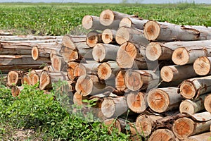 Eucalyptus tree, Pile of wood logs for industry