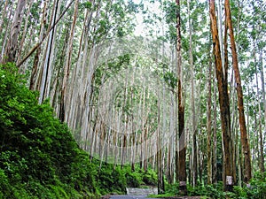 Eucalyptus tree plantation at Ooty, India photo