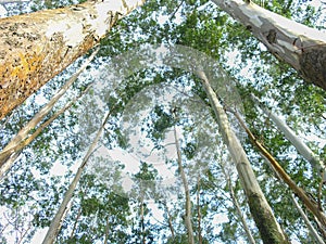 Eucalyptus tree plantation photo