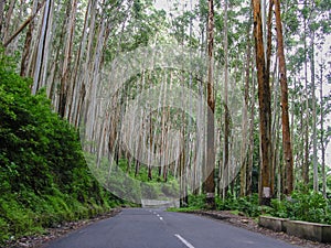 Eucalyptus tree plantation photo