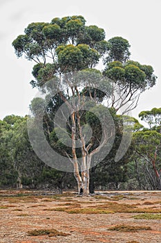 Eucalyptus Tree standing in Serendipity Sanctuary, Lara, Victoria, Australia