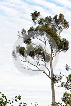 Eucalyptus tree stands tall against cloudy sky