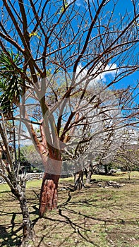 Eucalyptus tree on a sunny day