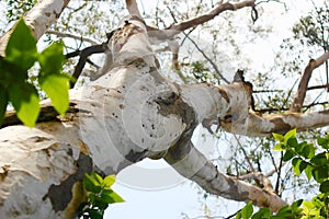 Eucalyptus tree