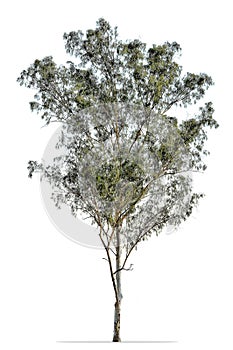 Eucalyptus tree, tropical tree isolated on white