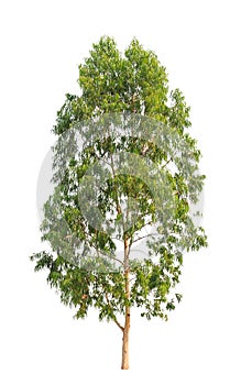 Eucalyptus tree