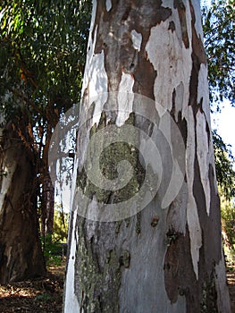 EUCALYPTUS TREE TRUNK WITH PATCHY PEELING BARK