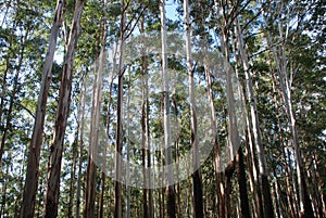 Eucalyptus trees