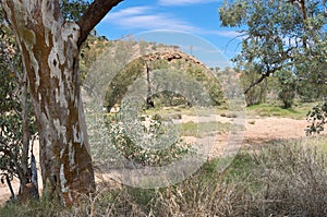 Eucalyptus Trees Along Dry Todd River