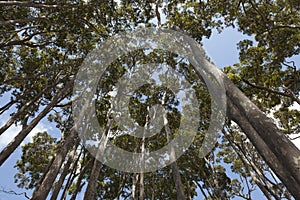 Eucalyptus trees in Australia