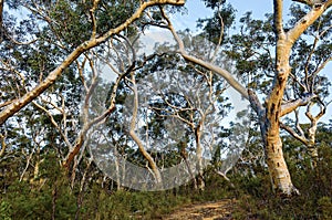 Eucalyptus trees in the Australian bush