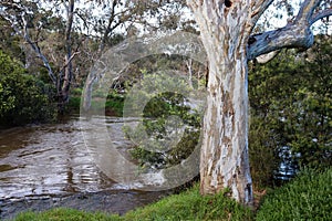 Eucalyptus trees on the bank of Werribee River. Australia.