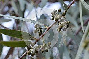 Eucalyptus trees.