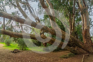 Eucalyptus trees in Ein Mata spring, the lower Judaean Mountains