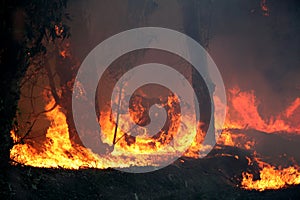 Eucalyptus trees on fire