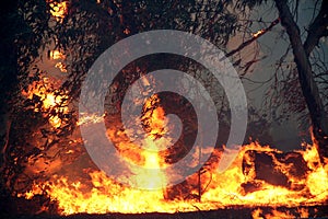 Eucalyptus trees on fire