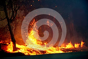 Eucalyptus trees on fire