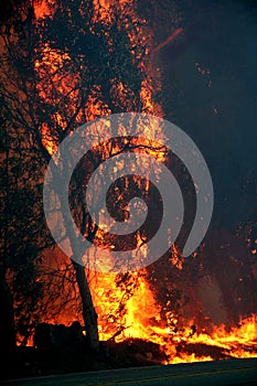 Eucalyptus trees on fire