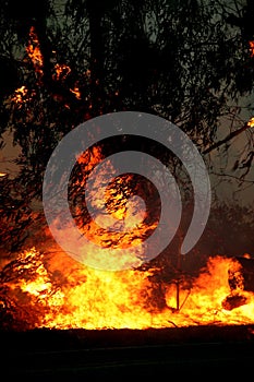 Eucalyptus trees on fire