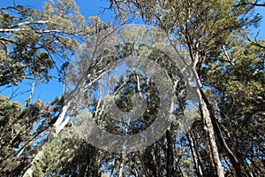 Eucalyptus trees in the Flinders Ranges in South Australia