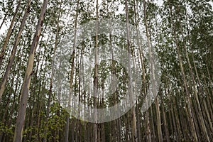 Eucalyptus trees forest on the background and plants for paper industry