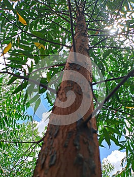Eucalyptus trees grow abundantly and shady in the Rubia village area, Rubia hamlet, Anjangg sub-district. photo