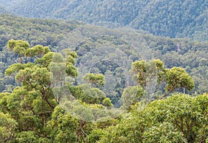 Eucalyptus trees growing in Gondwana rainforest in Springbrook National Park photo
