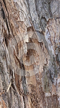 eucalyptus trees that have hundreds of years.  at Cisarua Hospital.  August 17, 2023