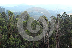 Eucalyptus trees on hill