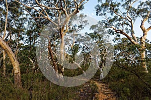 Eucalyptus trees lining up a trail in the Australian bush