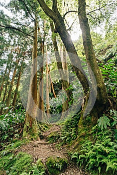 Eucalyptus trees trail - sutro forest madeira portugal photo