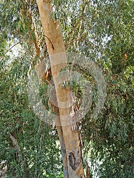 Eucalyptus viminalis Labill. Trunk and crown fragment
